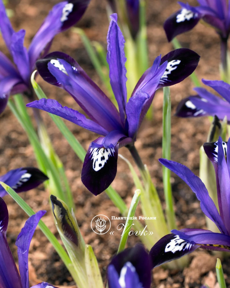 Ірис reticulata Blue Note