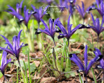 Ирис reticulata Blue Note