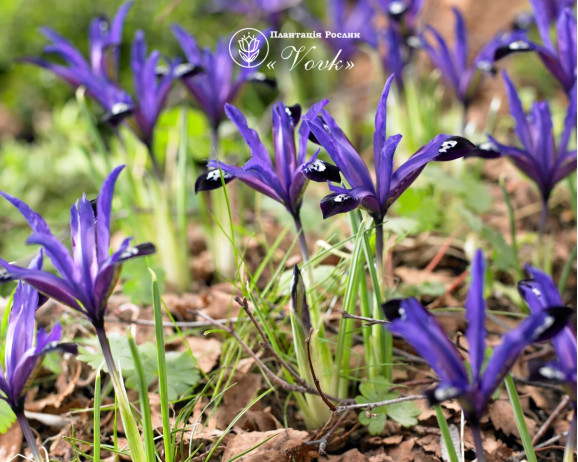 Ирис reticulata Blue Note