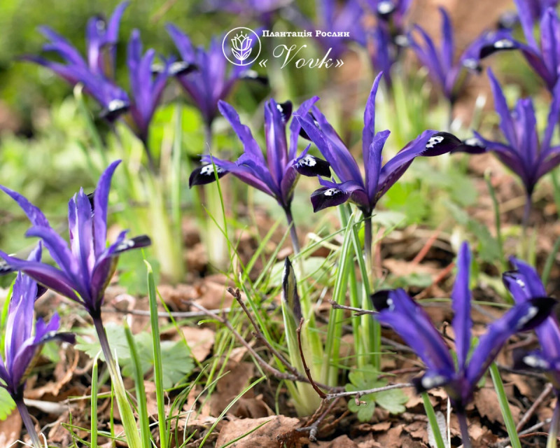 Ірис reticulata Blue Note