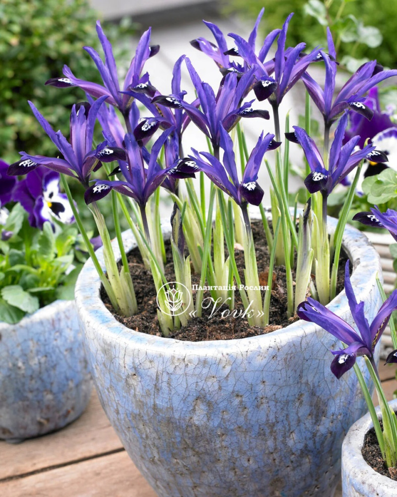 Ірис reticulata Blue Note