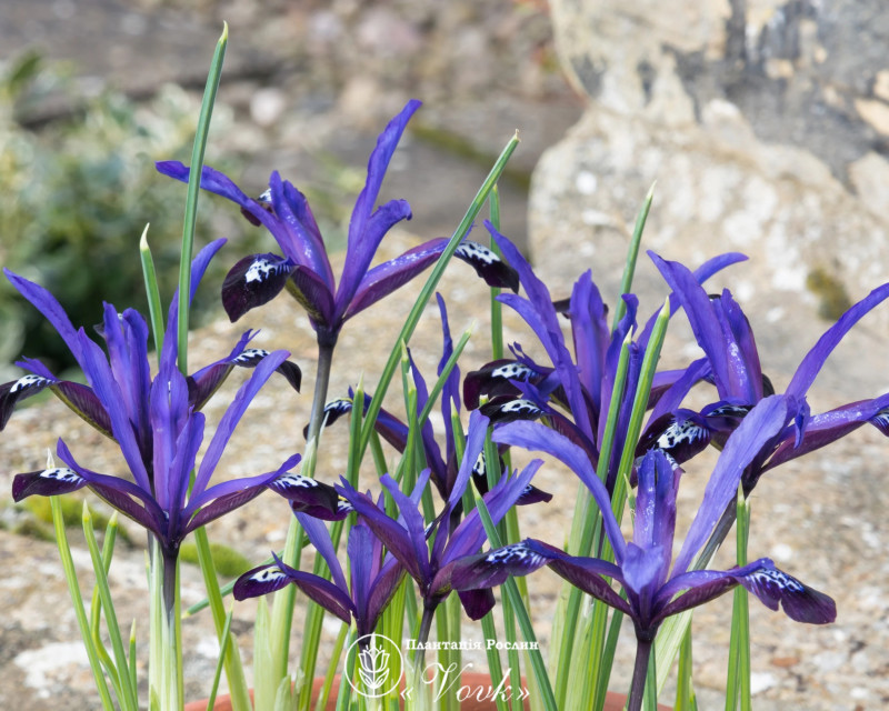 Ірис reticulata Blue Note