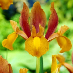 Ирис Hollandica Autumn Princess