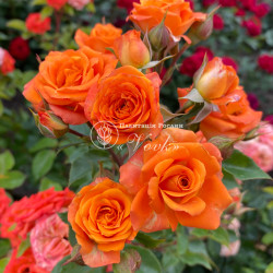 Саженцы розы Клемантина