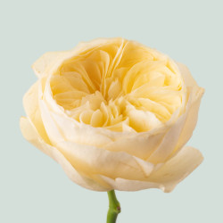 Саженцы розы Нона