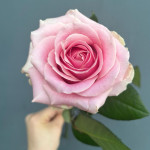 Саджанець троянди Пінк Аваланж