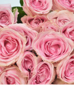 Саджанець троянди Пінк Аваланж