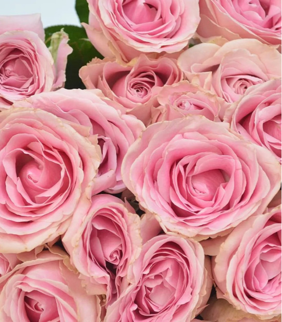 Саджанець троянди Пінк Аваланж