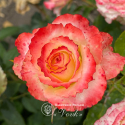 Саджанці троянди Дует