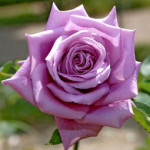 Саджанець троянди Мамі Блю