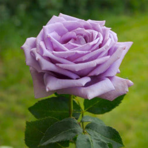 Саджанець троянди Мамі Блю