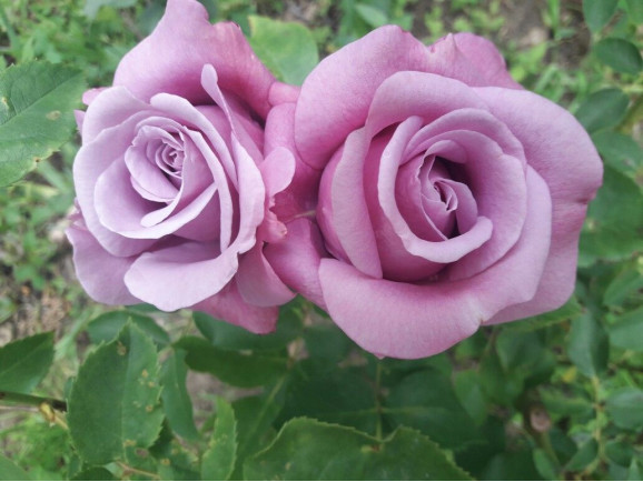 Саджанець троянди Мамі Блю