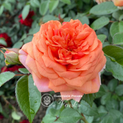 Саженцы розы Рене Госинни