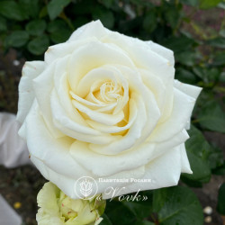 Саджанці троянди Боїнг