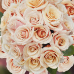 Саджанець троянди Мон Перл