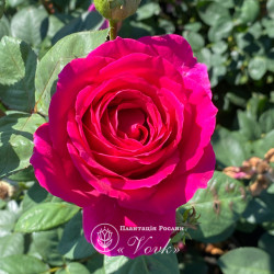 Саджанці троянди Юріанда