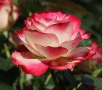 Саджанець троянди Ювілей принца Монако