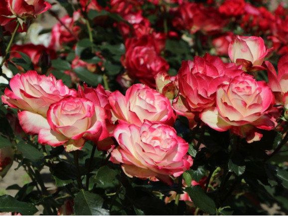 Саджанець троянди Ювілей принца Монако