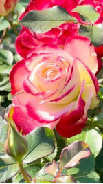 Саджанець троянди Ювілей принца Монако