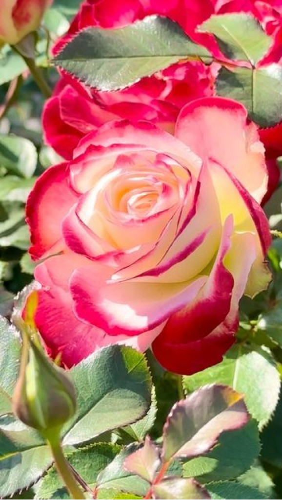 Саджанець троянди Ювілей принца Монако