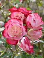 Саджанець троянди Ювілей принца Монако