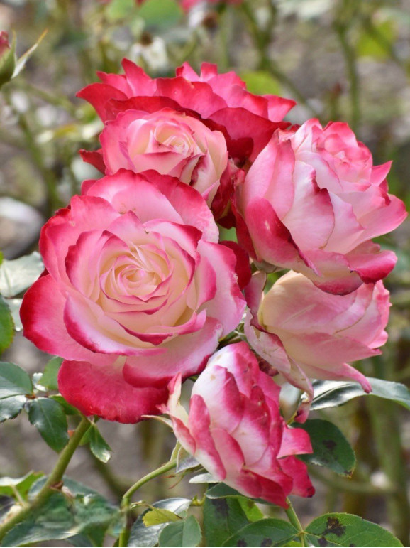 Саджанець троянди Ювілей принца Монако