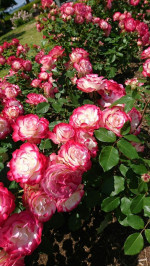 Саджанець троянди Ювілей принца Монако