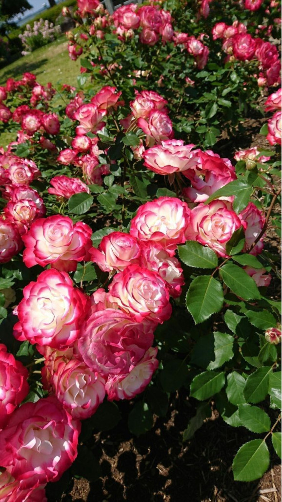 Саджанець троянди Ювілей принца Монако