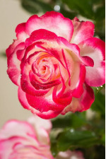 Саджанець троянди Ювілей принца Монако