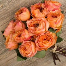 Саджанці троянди Каралуна