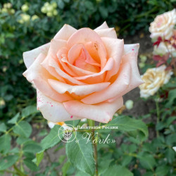 Саженцы розы Версилия