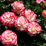 Саджанець троянди Ювілей принца Монако