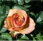 Саджанець троянди Маракеш