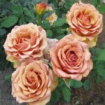 Саджанець троянди Маракеш