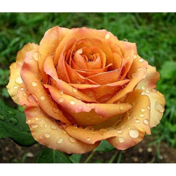 Саджанець троянди Маракеш