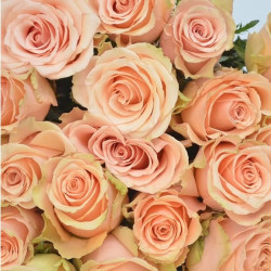 Саженцы розы Примавера