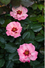 Саджанець троянди Принцеса Фінікійська