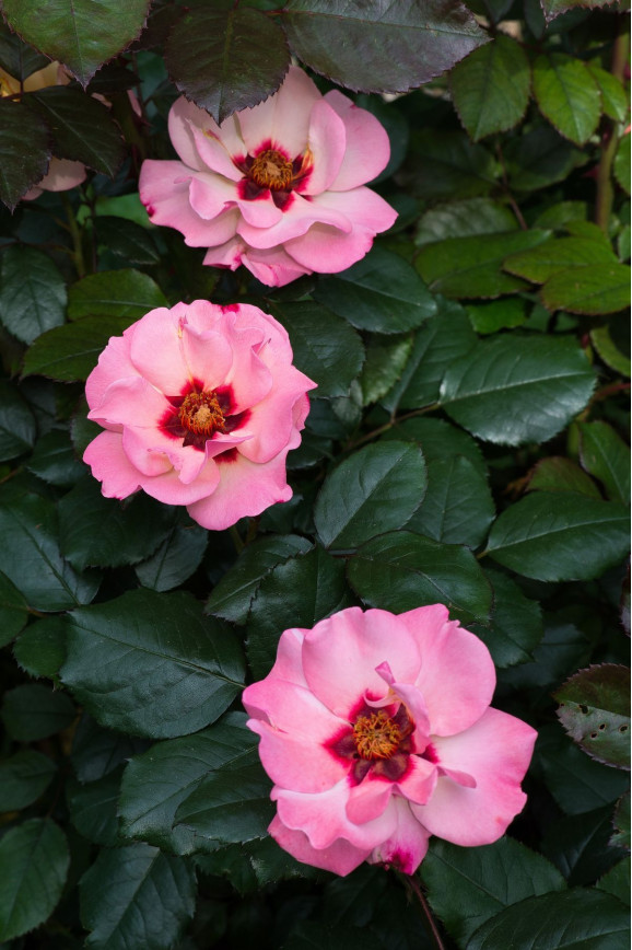 Саджанець троянди Принцеса Фінікійська