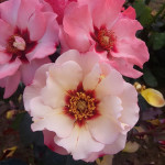 Саджанець троянди Принцеса Фінікійська