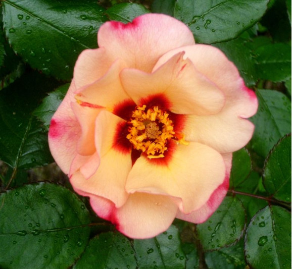 Саджанець троянди Принцеса Фінікійська