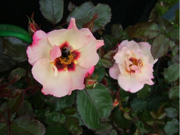 Саджанець троянди Принцеса Фінікійська