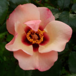 Саджанець троянди Принцеса Фінікійська