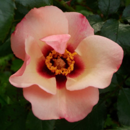 Саженцы розы Принцесса Финикии