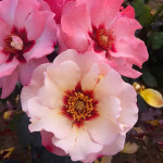 Саджанець троянди Принцеса Фінікійська