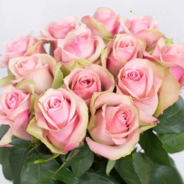 Саженцы розы Бель Роуз