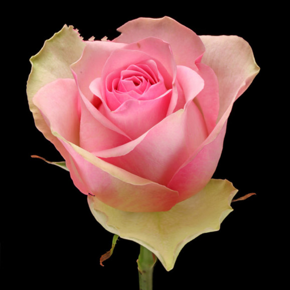 Саджанець троянди Бель Роуз