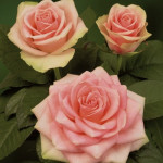 Саджанець троянди Бель Роуз