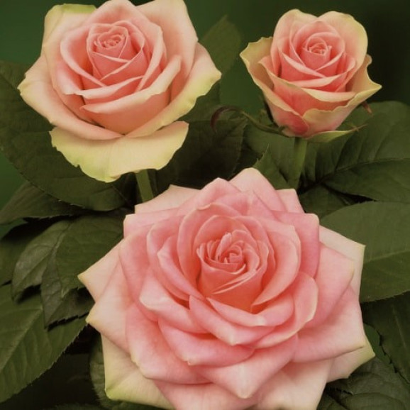 Саджанець троянди Бель Роуз