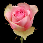 Саженцы розы Бель Роуз