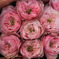 Саджанці троянди Нортенгерське аббатство